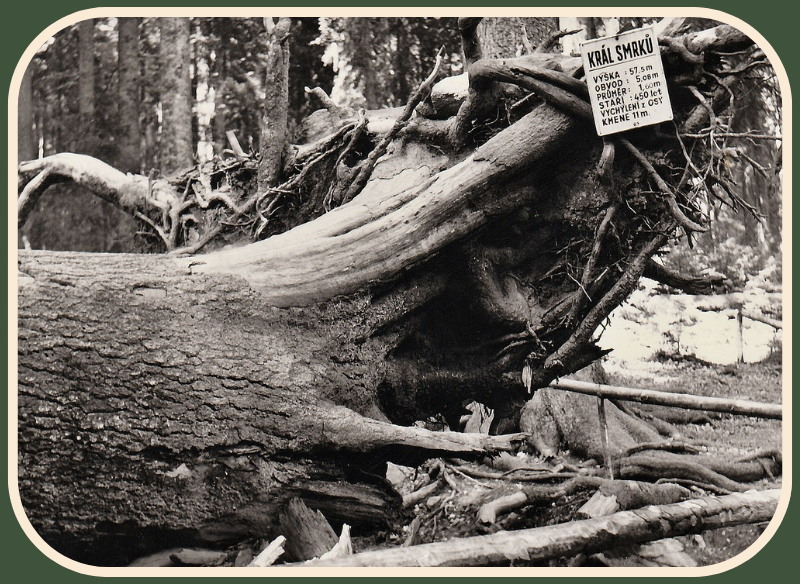 kral-smrku.png