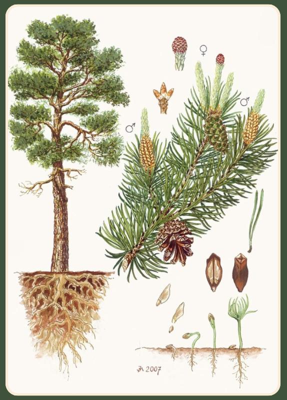 obrazek-borovice.png